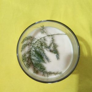 Scented soy candle dried asparagus leaf