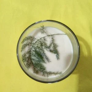 Bougie de soja parfumée feuille d'asperge séchée