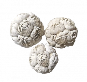 Un Ensemble De 3 Coquillages Mawar