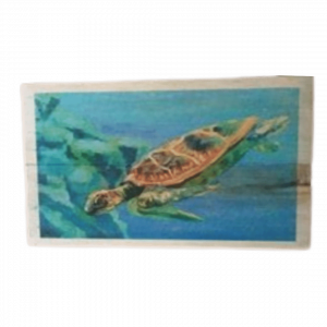 Turtle Painting