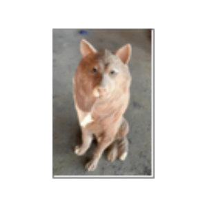 wooden sitting wolf