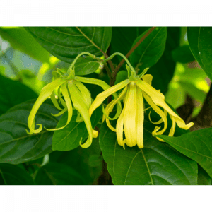 100. YLANG YLANG essential oil