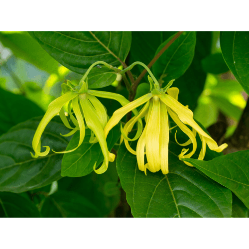 100. YLANG YLANG essential oil