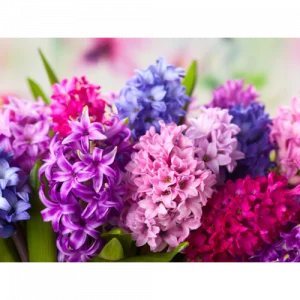 43. HYACINTH FLOWER essential oil