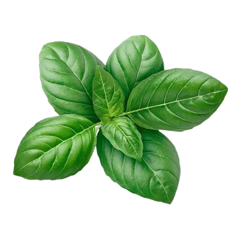 Basil Leaf Basil Leaf