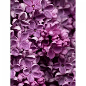 56. LILAC essential oil