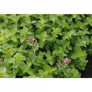 66. ORIGANIUM essential oil
