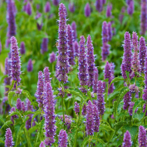 68. PATCHOULI essential oil