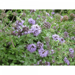 70. PENNYROYAL essential oil