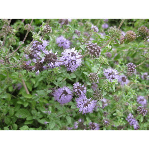 70. PENNYROYAL essential oil