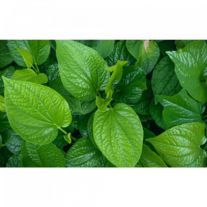 74. PIPER BETTLE essential oil