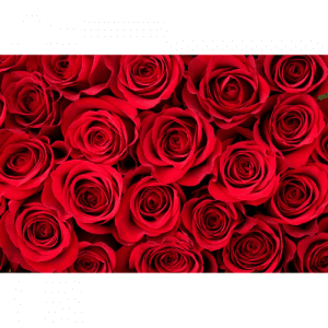 77. ROSE essential oil