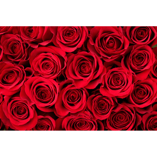 77. ROSE essential oil