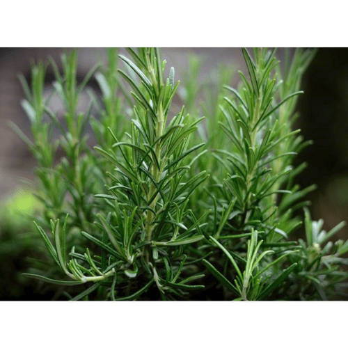 79. ROSEMARY essential oil