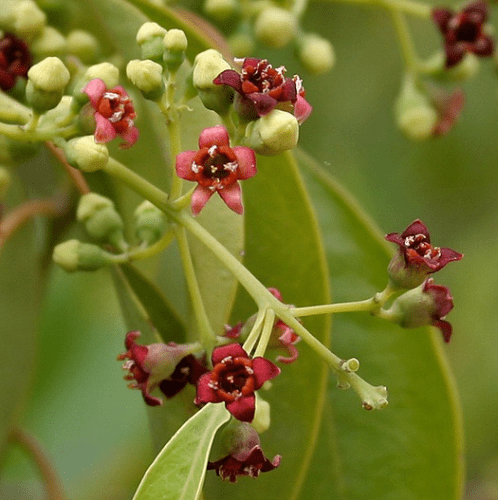 82. SANDALWOOD(S. macgreegorii) essential oil