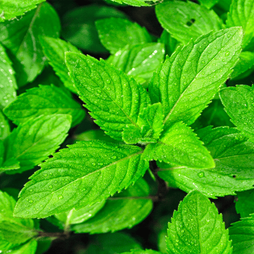 84. SPEARMINT essential oil