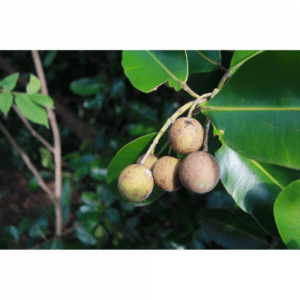 88. TAMANU essential oil