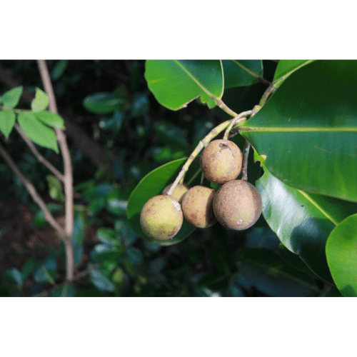 88. TAMANU essential oil