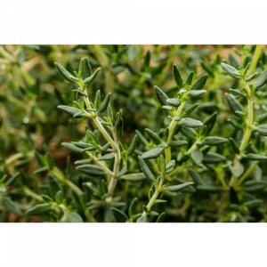 91. THYME essential oil