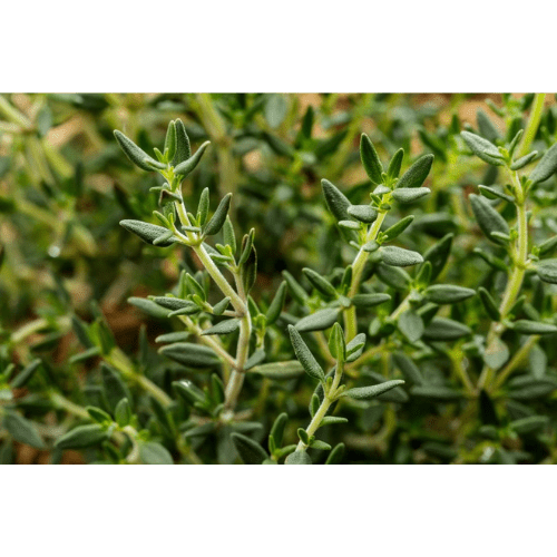91. THYME essential oil