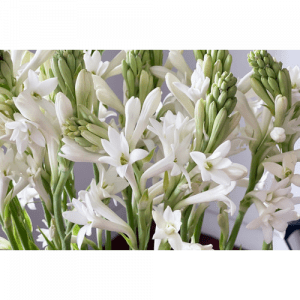 93. TUBEROSE essential oil