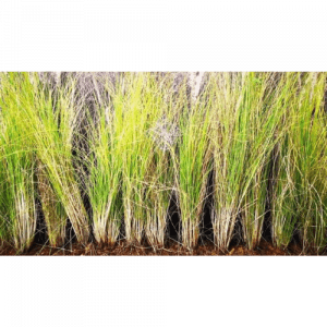 97. VETIVER essential oil