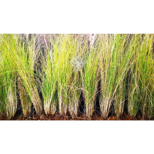 97. VETIVER essential oil