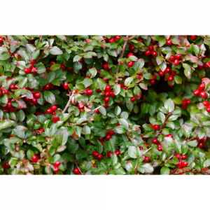 99. WINTERGREEN essential oil