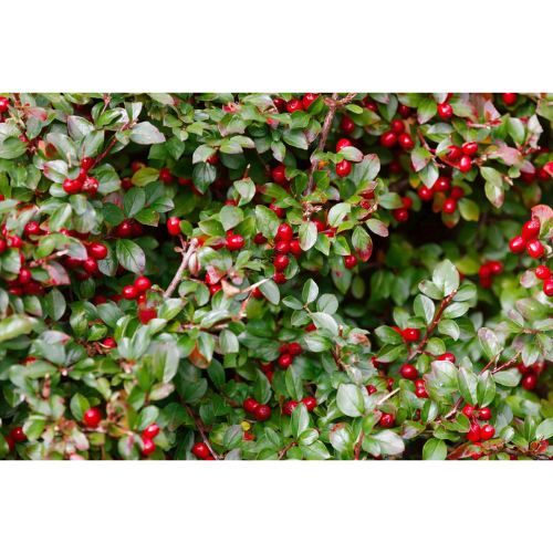 99. WINTERGREEN essential oil