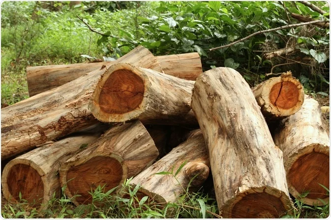 rosewood essential oil